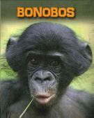 Bonobos Living in the Wild Primates