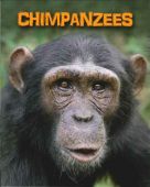 Chimpanzees Living in the Wild Primates