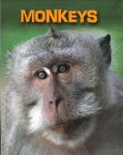 Monkeys Living in the Wild Primates
