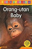 Orangutan Baby