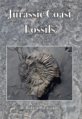 Jurassic Coast Fossils - A Brief Guide