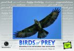 Note Cards Birds of Prey